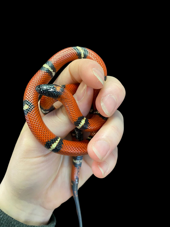 Sinaloan Milksnake (Normal)