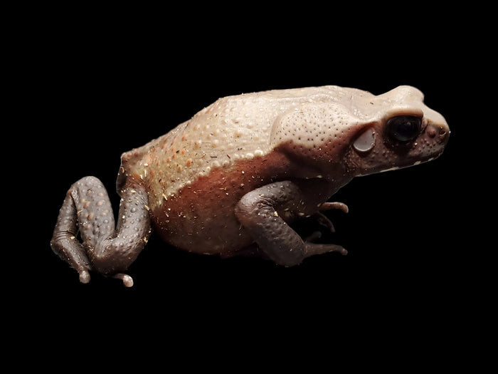 Smooth-sided Toad (Rhaebo guttatus)