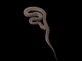 Spotted Python
