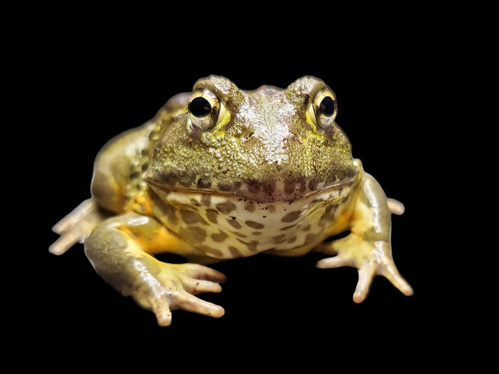 Sub-Adult Female African Pyxie Bullfrog (Pyxicephalus adspersus)