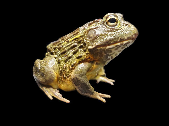 Sub-Adult Female African Pyxie Bullfrog (Pyxicephalus adspersus)