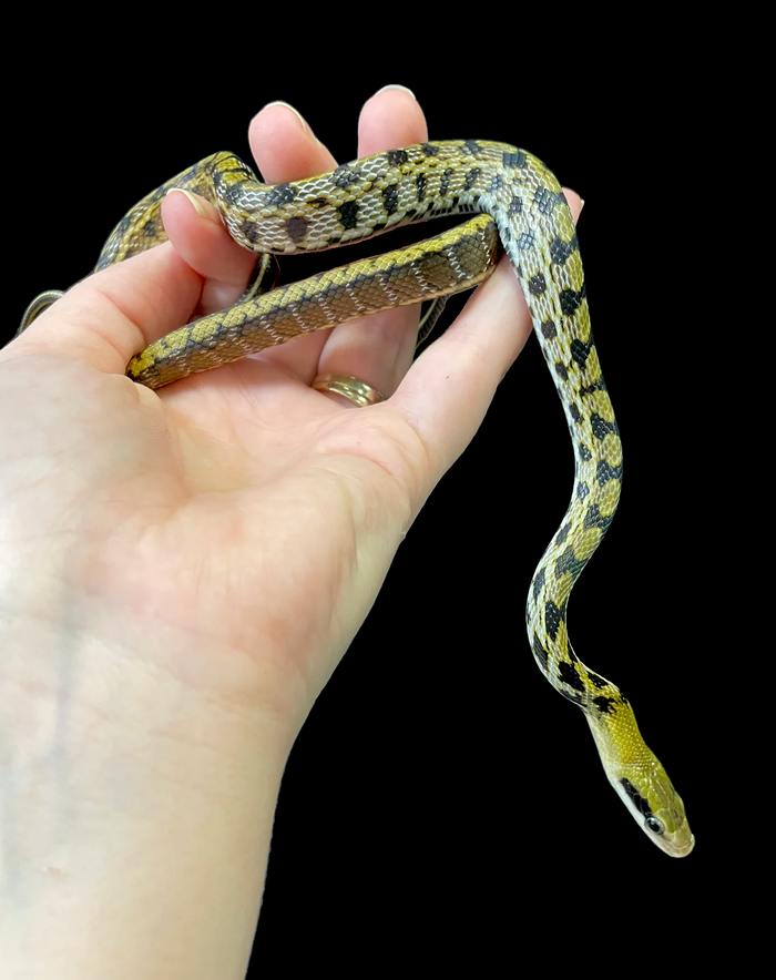 Taiwan Beauty Rat Snake