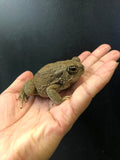 Texas Toad (Anaxyrus speciosus)