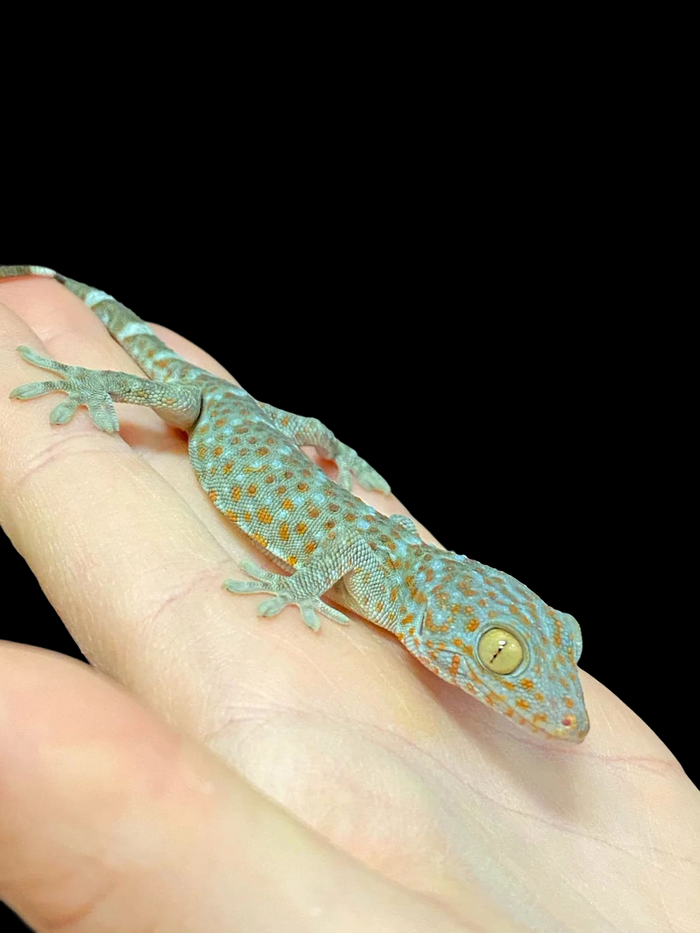 Tokay Gecko (Het Granite)