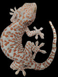 Tokay Gecko (Normal)