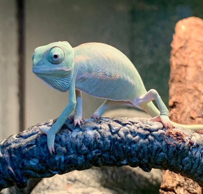 Veiled Chameleon (Chamaeleo calyptratus)