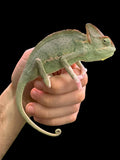 Veiled Chameleon (Low Expression Translucent - Juvenile)