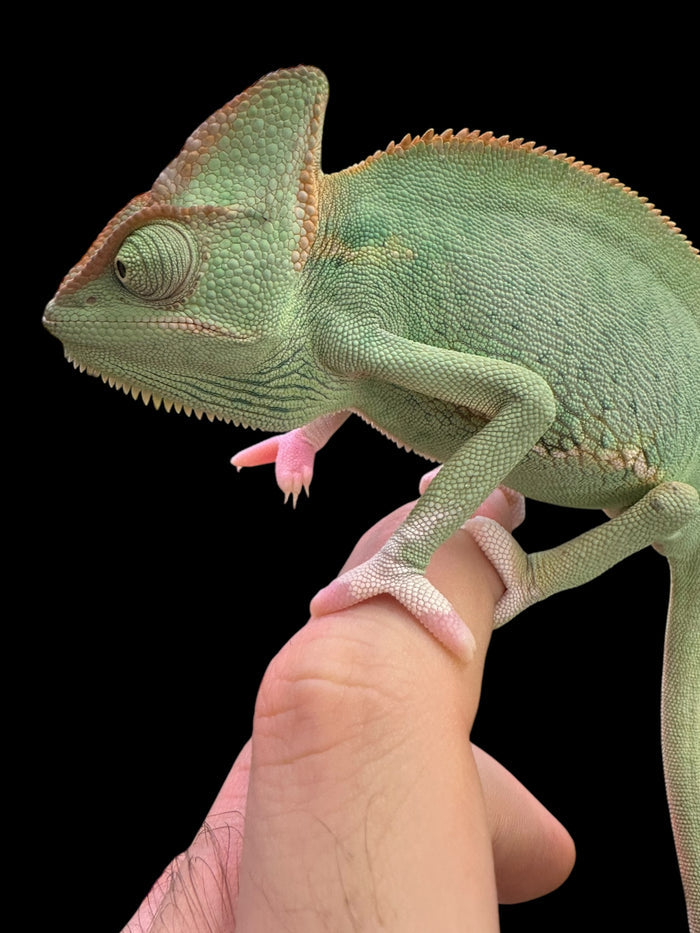 Veiled Chameleon (Low Expression Translucent - Juvenile)