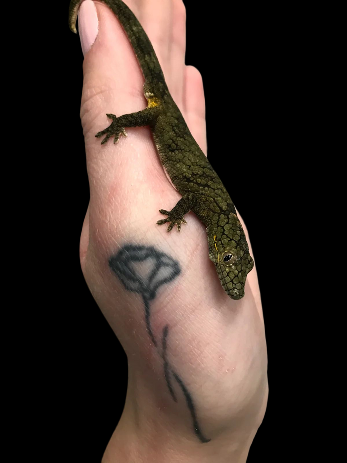 Vieillard's Chameleon Gecko (male)