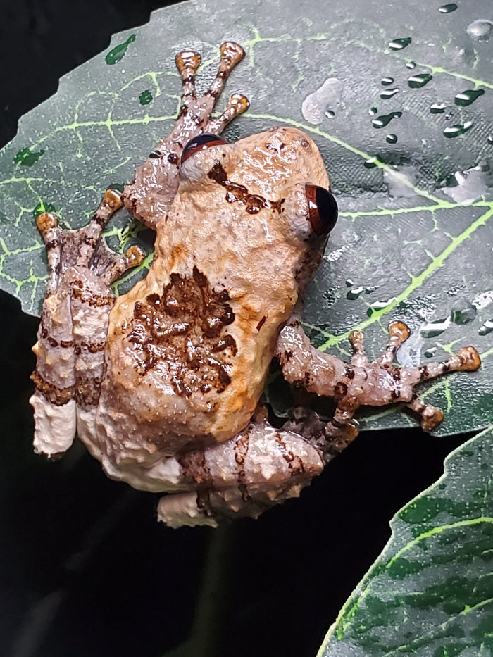 Vietnam Bird Poop Frog (Theloderma asperum)