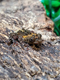 Vietnamese Bug-Eyed Mossy Frog (Theloderma vietnamense)