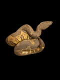 Viper Boa (Candoia aspera)