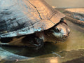 West African Mud Turtle