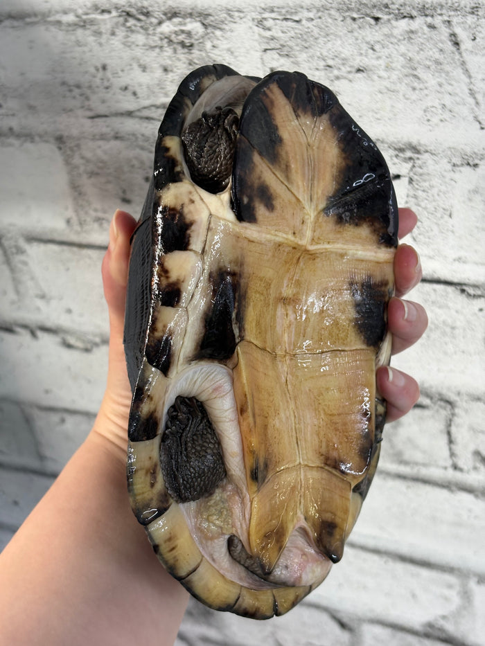 West African Mud Turtle