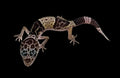 West Indian Leopard Gecko (Eublepharis fuscus)