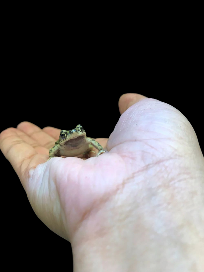 Western Green Toad