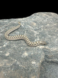 Western Hognose (Normal Double Het Coral)