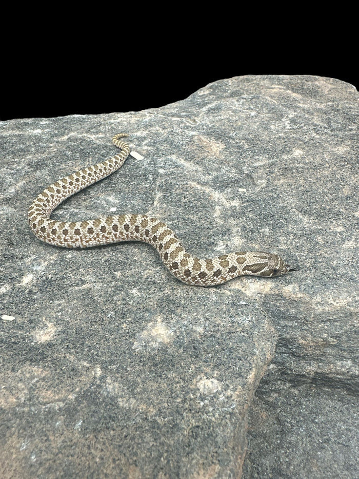 Western Hognose (Normal Double Het Coral)