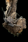 Whip Spider - Paraphrynus sp.