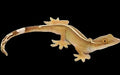White-lined Gecko (Gekko vittatus)
