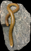 White Worm Lizard (Amphisbaena alba)