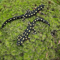 Yellow-Spotted Newt