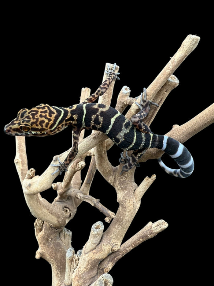 Yingde Cave Gecko (Goniurosaurus yingdeensis)