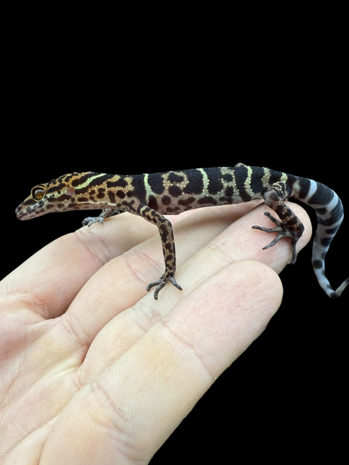 Yingde Cave Gecko (Goniurosaurus yingdeensis)