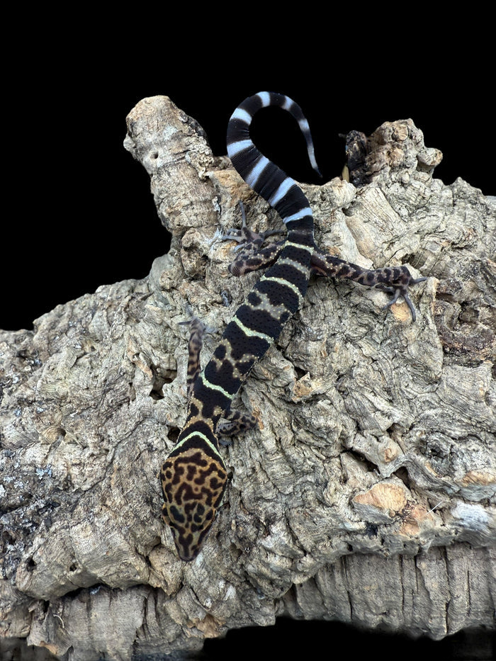 Yingde Cave Gecko (Goniurosaurus yingdeensis)
