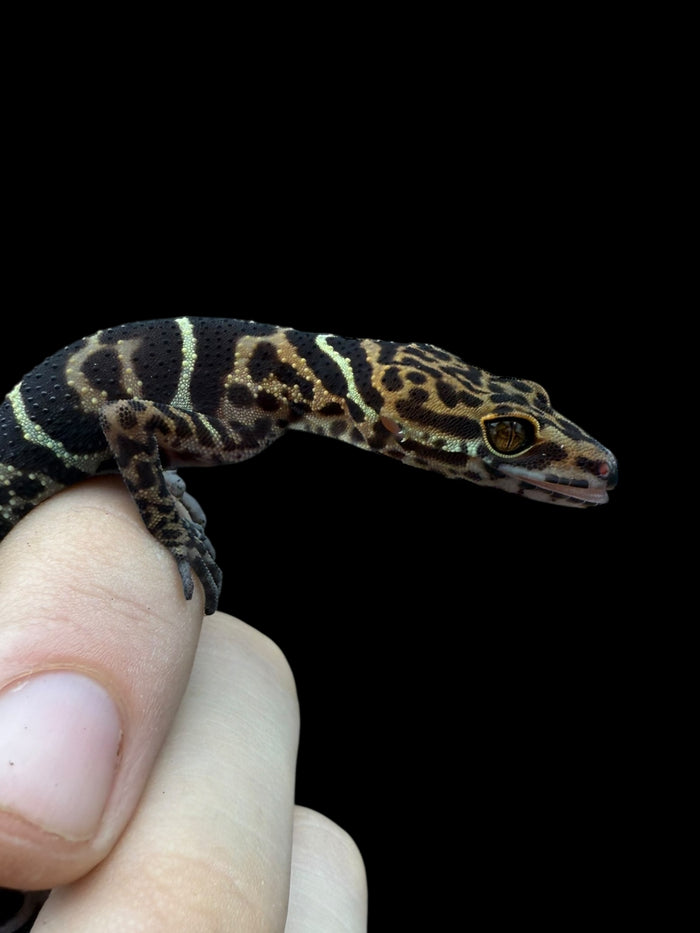 Yingde Cave Gecko (Goniurosaurus yingdeensis)